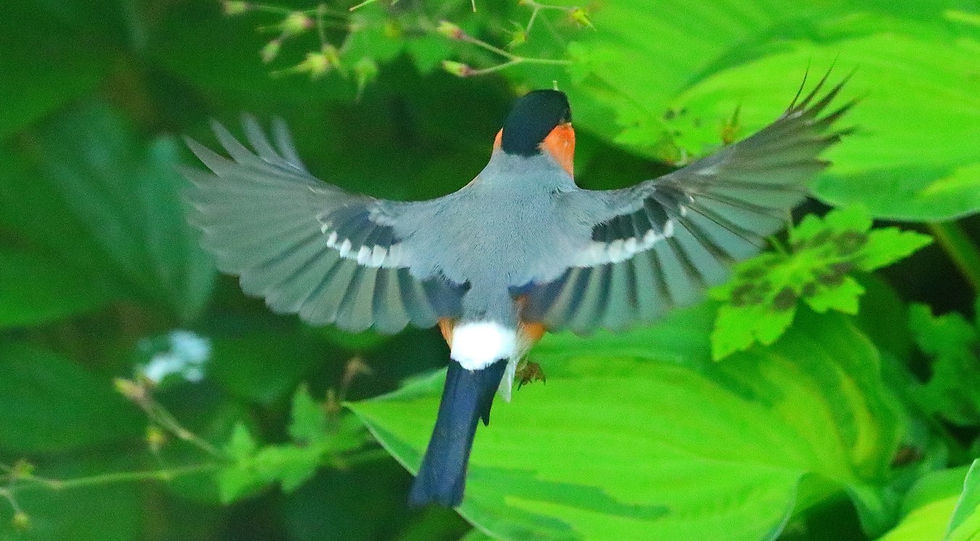 Male Bulfinch 2nd June 2024 Chawton Hampshire