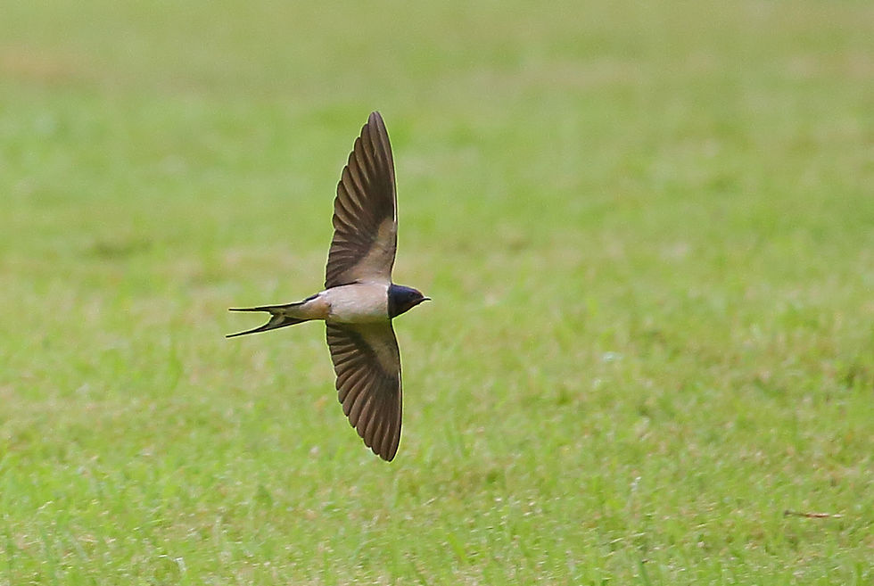 June 2018 Chawton Hampshire