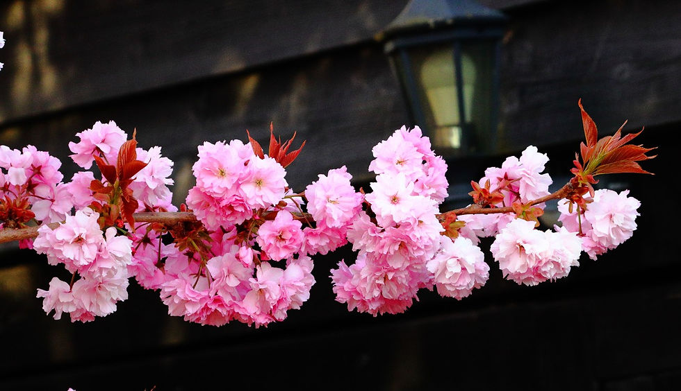 Cherry Blossom 14th April 2025 Chawton Hampshire