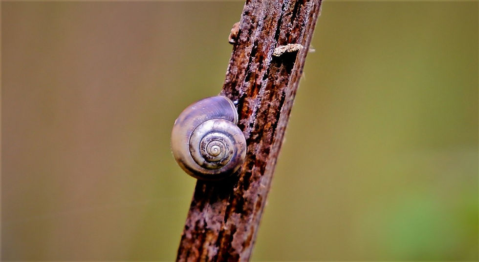 Strawberry Snail 9th October Chawton