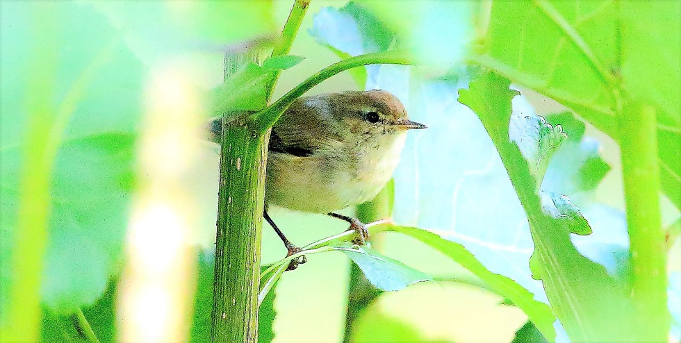 Garden Warbler 14th September 2022 Isington Hampshire
