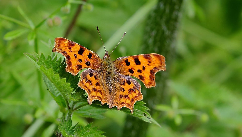 Comma July 3rd Chawton