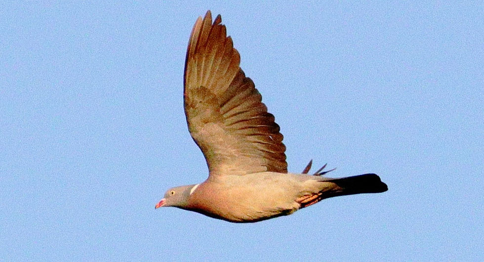 Wood Pigeon 16th May 2025 Chawton Hampshire