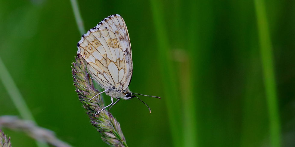 Marbled White Butterfly 22nd June 2020 Chawton Hampshire