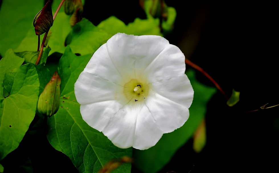 Bindweed August 11th Chawton