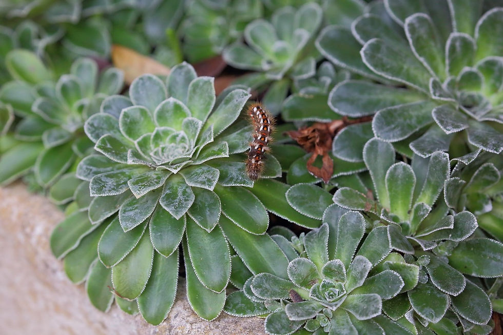 Knot Grass Caterpillar 6th August