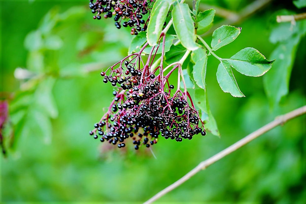 Elderberries 24th August Chawton