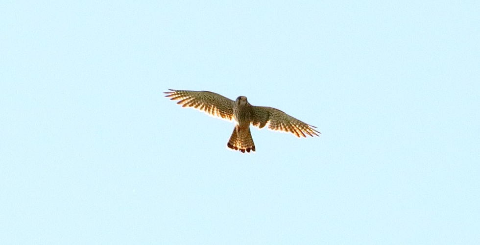 Kestrel 16th June 2024 Binsted Hampshire