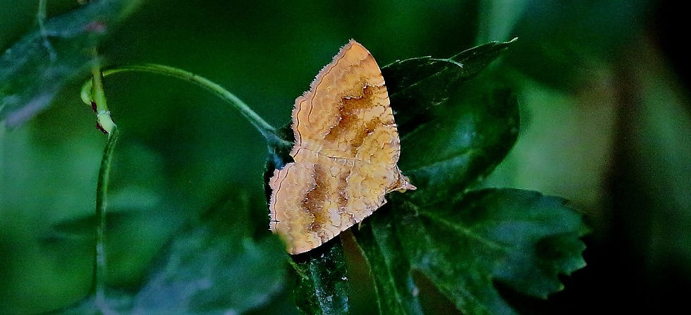 Yellow Shell Moth Aug 2nd Chawton