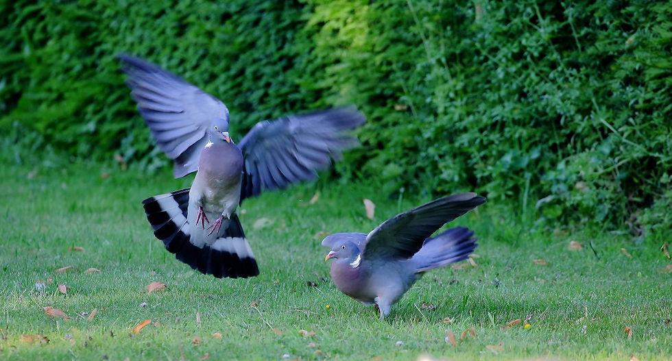 Courting Wood Pigeons July 3rd