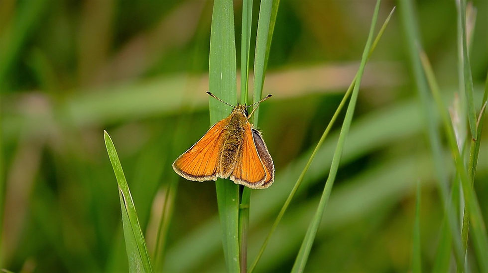 Large Skipper August 6th Chawton