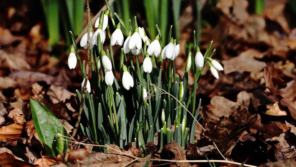 Late Snowdrops 14th February 2025 Chawton Hampshire