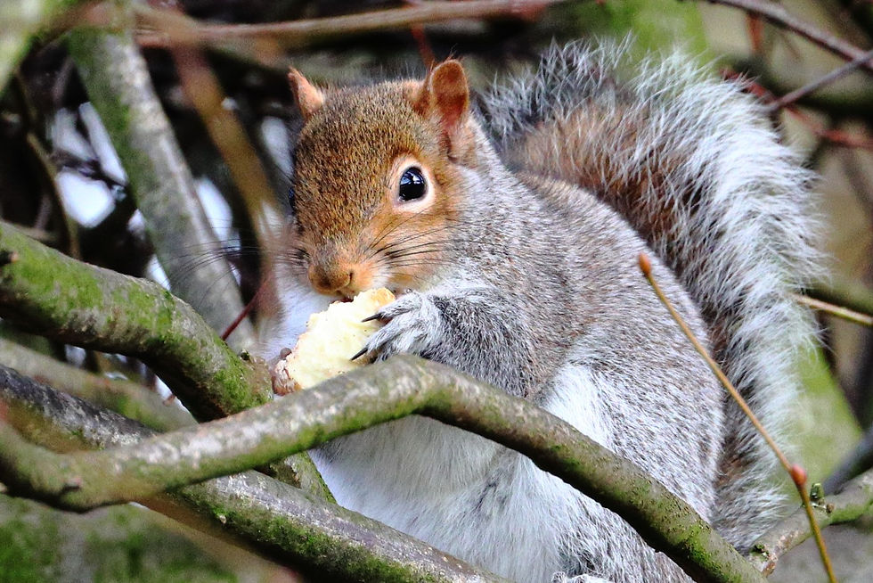 Young Grey Squirrel 14th February 2025 Chawton Hampshire