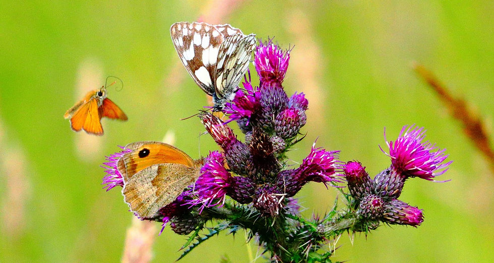 Marble White Meadow Brown & Small Skipper on Spear Thistle Flowers 10th July 2024 Chawton Hampshire