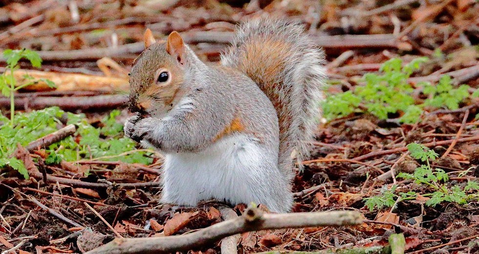 Grey Squirrel 22nd January 2024 Chawton Hampshire