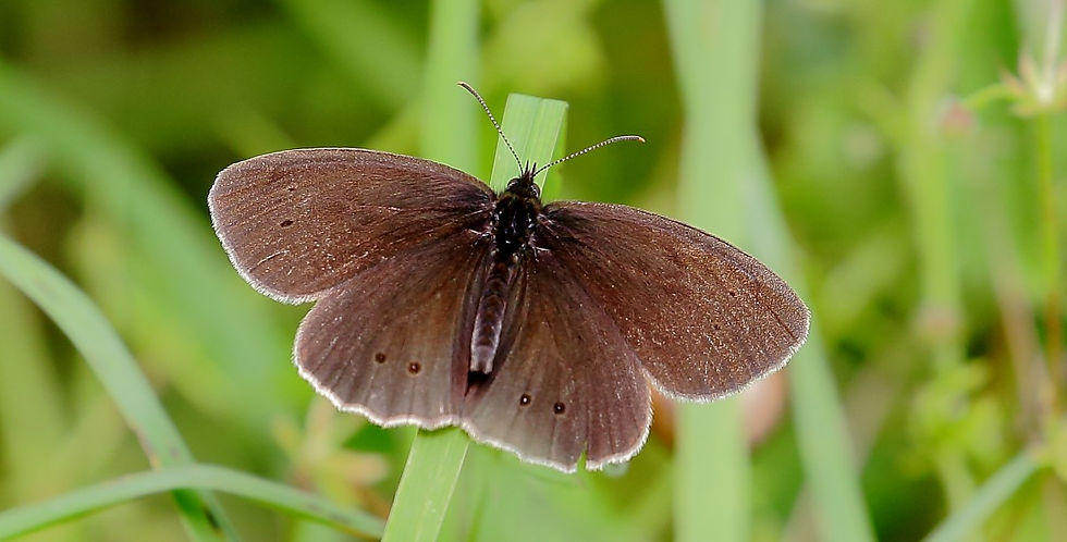 Ringlet July 2nd Chawton