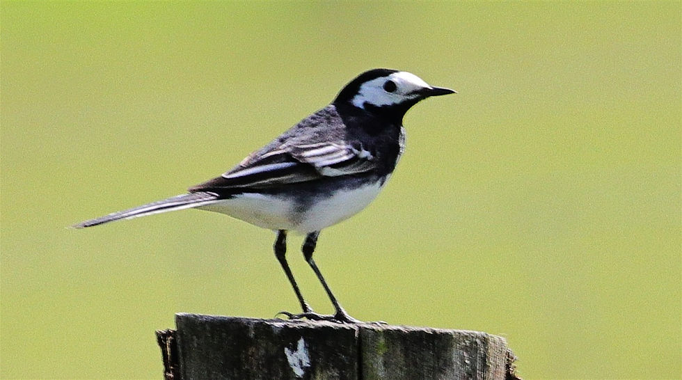 Pied Wagtail 17th April 2026 Kingsley Hampshire