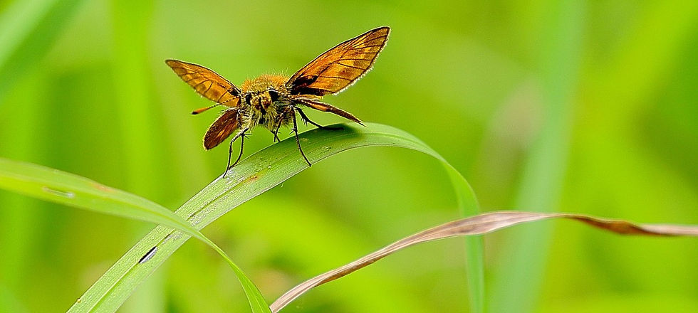 Small Skipper July 14th Chawton