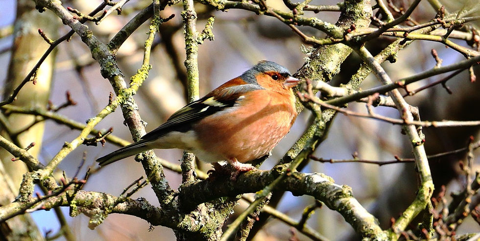 Male Chaffinch 14th February 2025 Chawton Hampshire