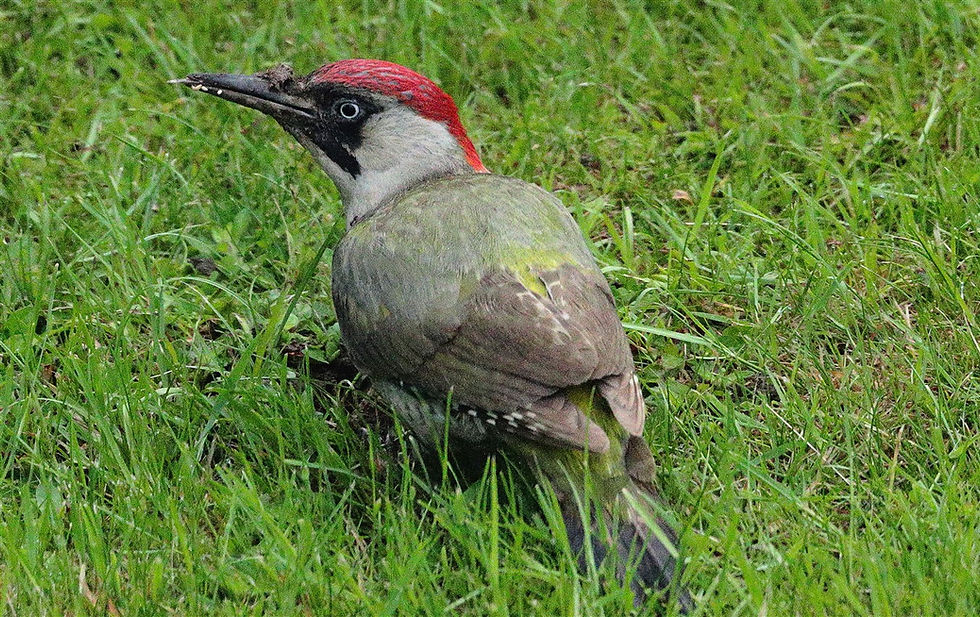 Green Woodpecker 4th June 2026 Chawton Hampshire