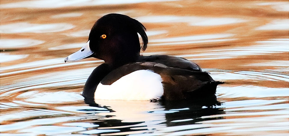 Tuffted Duck 13th February 2023 Alton Hampshire