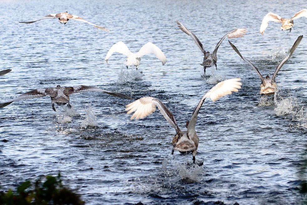 Juvenile Mute Swans & Parent 24th September 2025 Alton Hampshire