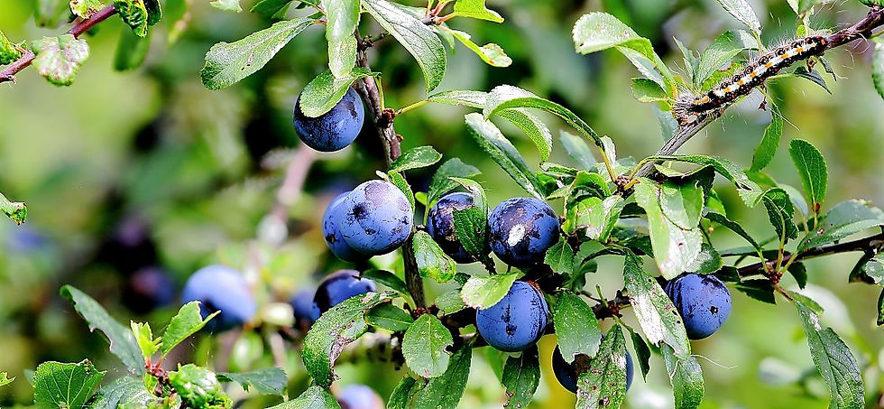 Sloe Berries 24th August Chawton