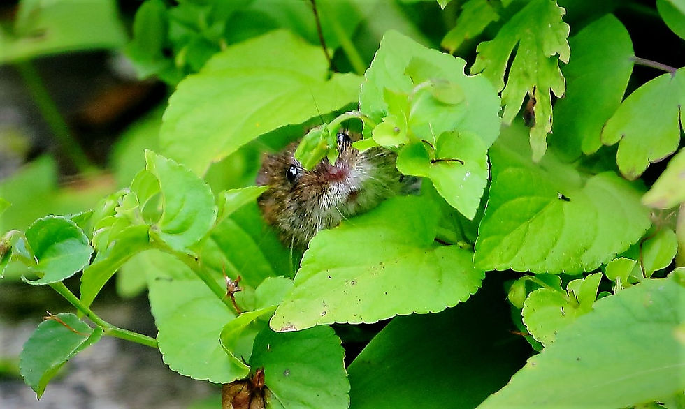 Wood Mouse August 8th Chawton