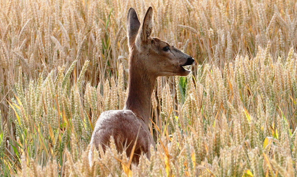 Female Roe Deer 9th July 2024 Farringdon Hampshire