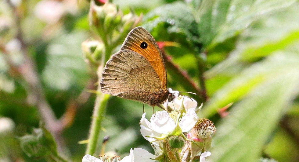 Meadow Brown Butterfly 18th June 2024 Chawton Hampshire