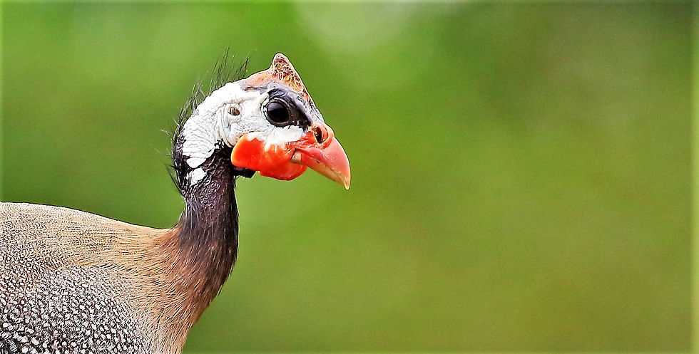 Guinea Fowl 14th September 2021 Isington Hampshire