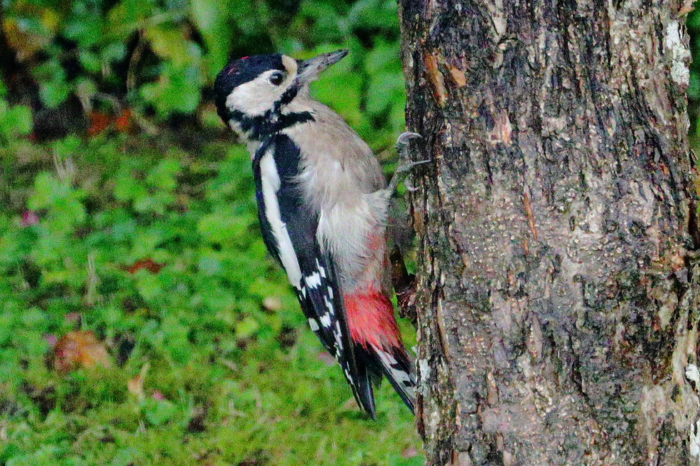 Great Spotted Woodpecker 22nd September 2024 Chawton Hampshire