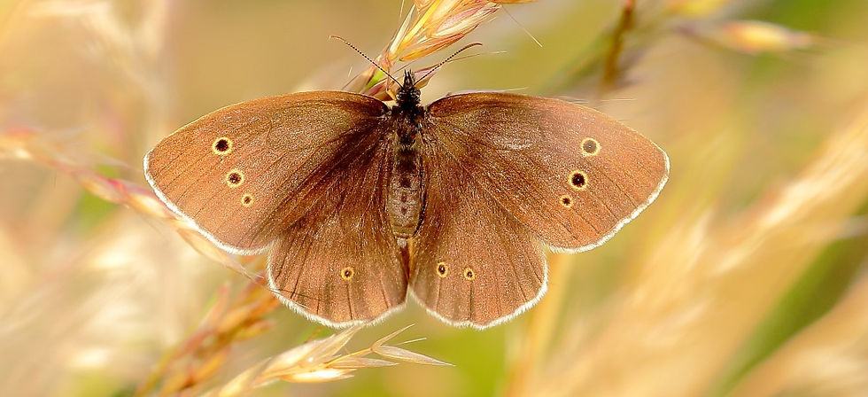 Ringlet July 15th Chawton