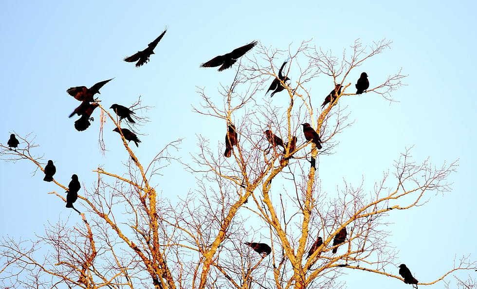 Jackdaws 14th January 2022 Isington Hampshire
