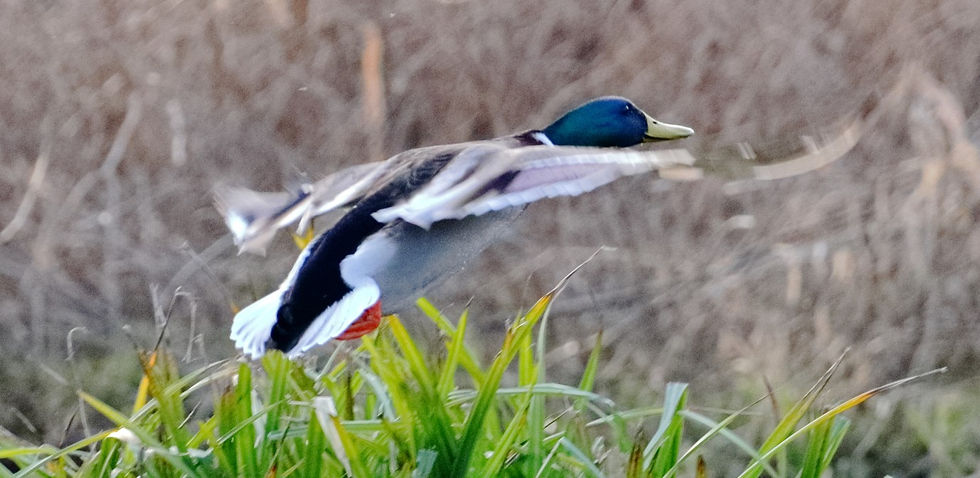 Male Mallard 9th February 2023 Isington Hampshire