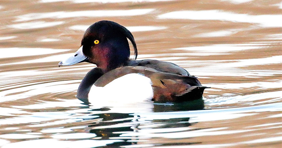Tuffted Duck 13th February 2023 Alton Hampshire