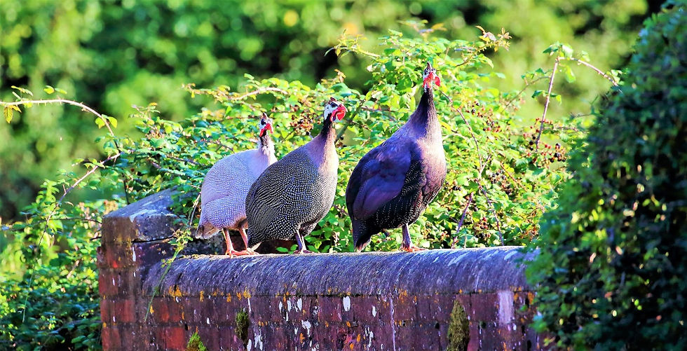 Tanzania Helmeted Guinea Fowl 10th November 2022 Isington HampshireGuinea Fowl 14th September 2022 I