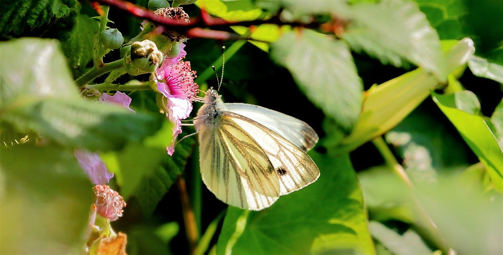 Green Veined White 26th July 2021 Isington Hampshire