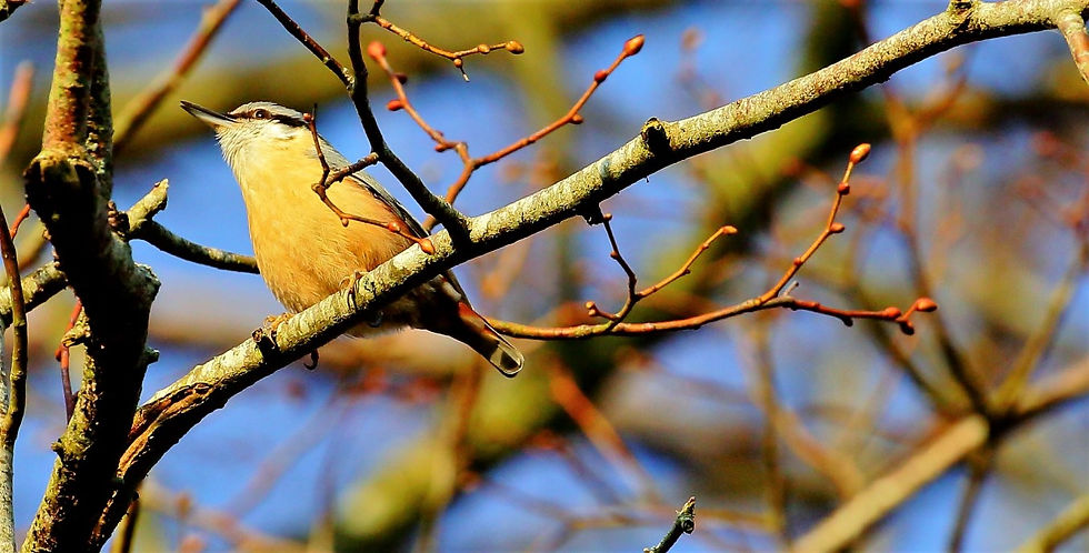 Nuthatch 27th March 2022 Chawton Hampshire