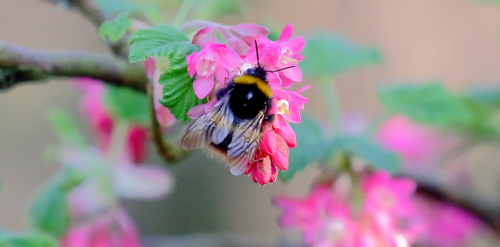 White Tailed Bumblebee 25th March 2022 Isington Hampshire
