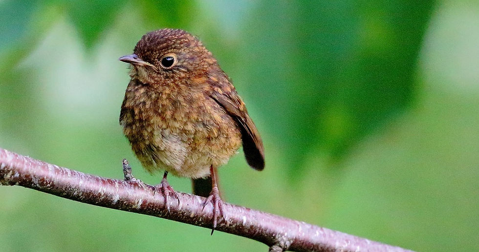 Juvenile Robin 17th July 2022 Chawton Hampshire