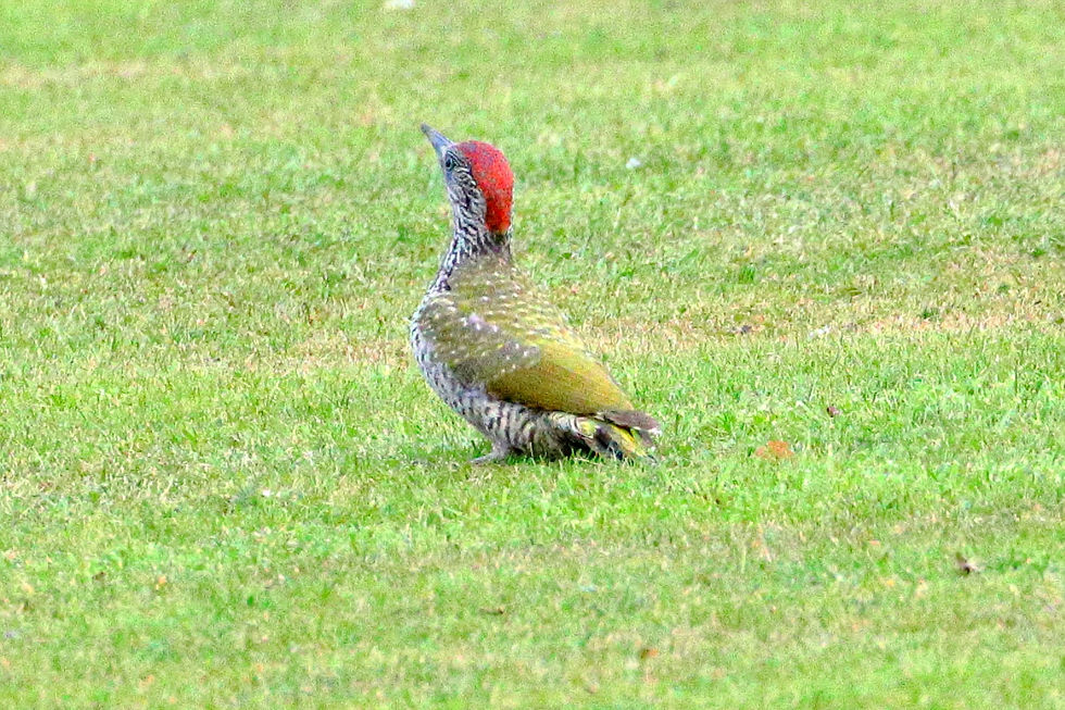Juvenile Green Woodpecker 18th August 2024 Chawton Hampshire