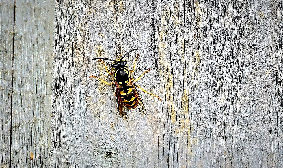 Common Wasp July 7th Chawton
