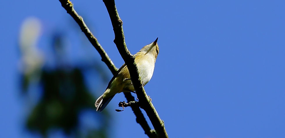 Chiffchaff 19th September Chawton