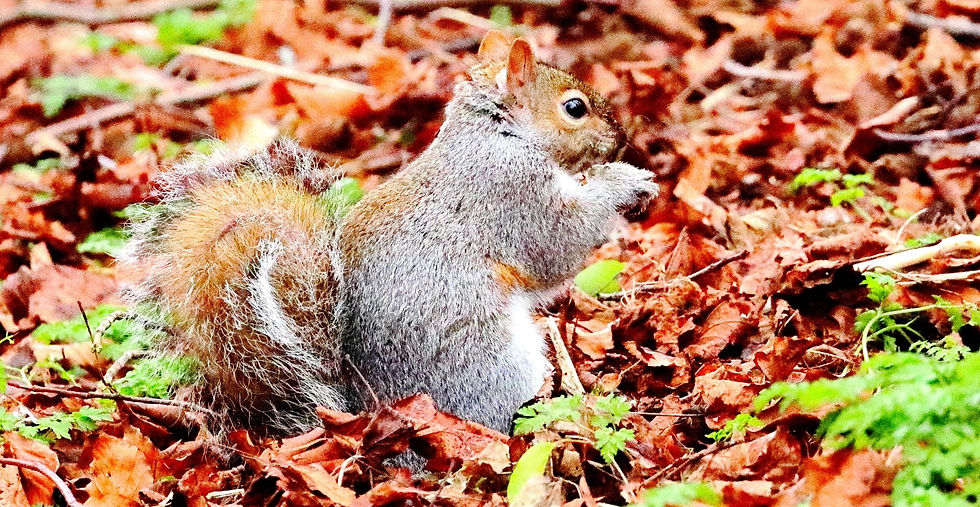 Grey Squirrel 25th January 2024 Chawton Hampshire