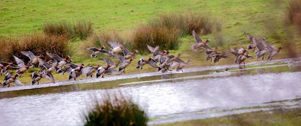 Common Pochards 8th February 2022 Isington