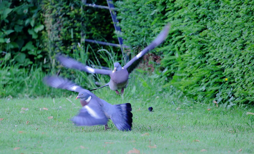 Courting Wood Pigeons July 3rd