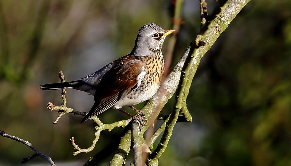 Fieldfare Chawton Hampshire 2019