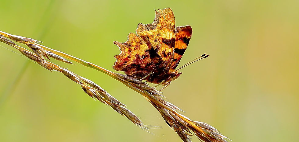 Comma July 10th Chawton
