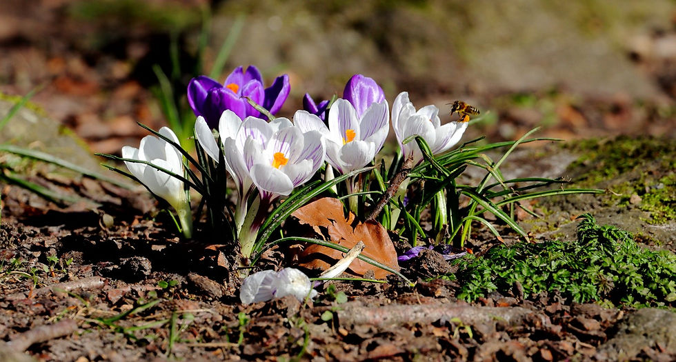Crocus 6th March 2025 Chawton Hampshire